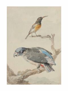 Aert Schouman - An sunbird (?) and a Dusky parrot (Pionus fuscus) on a branch