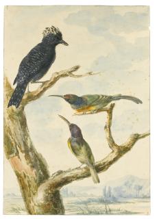 Aert Schouman - Four Watercolours Of Game And Tropical Birds Including A Pair Of Guinea Fowl And A Pair Of Hummingbirds On A Branch