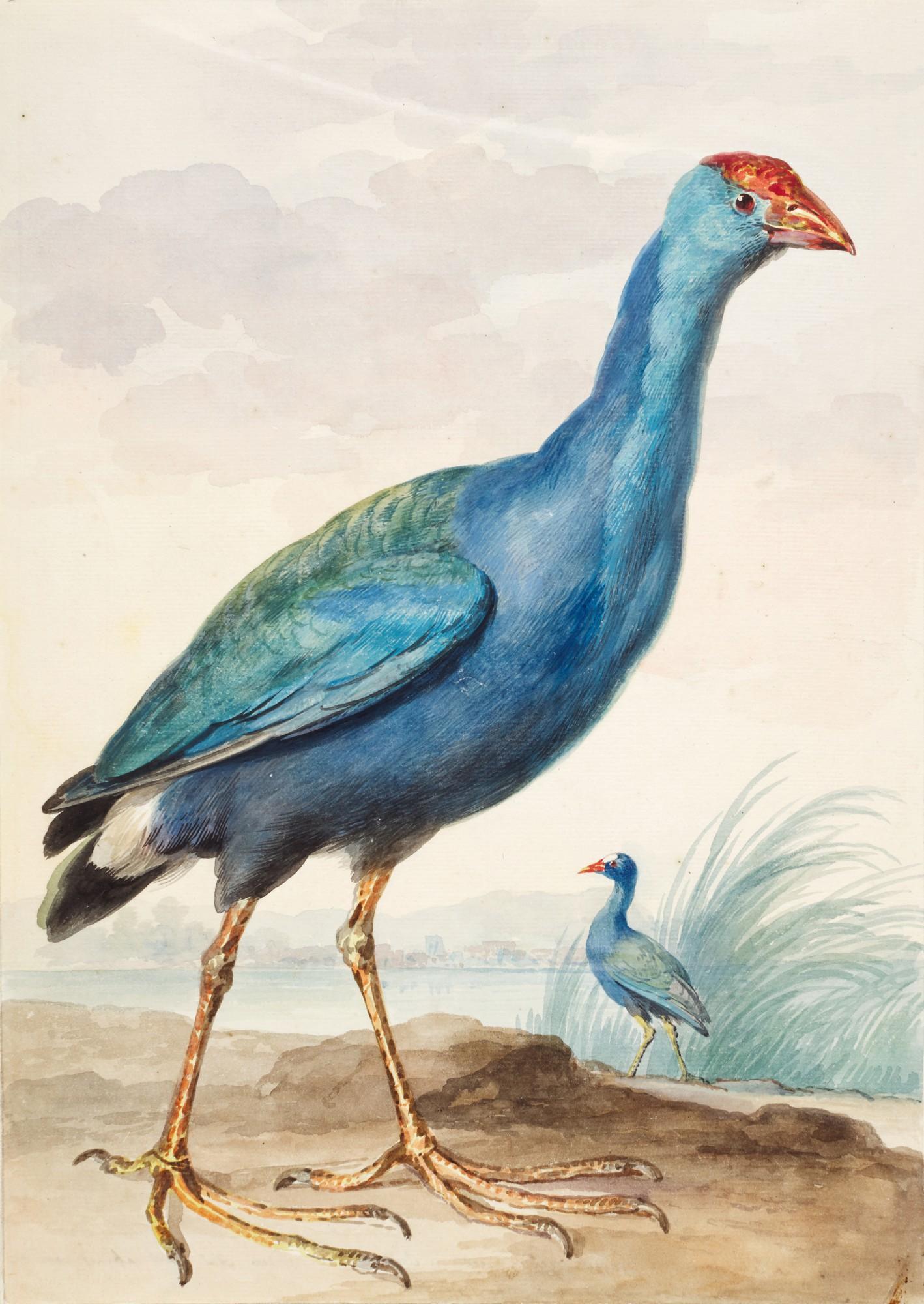 Aert Schouman - Two Purple Gallinules