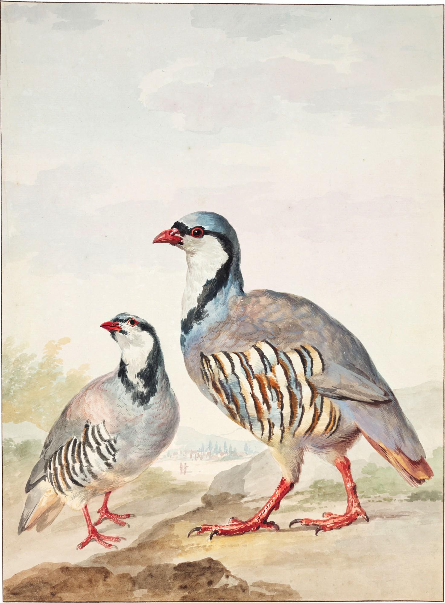 Aert Schouman - Two red-legged Partridges