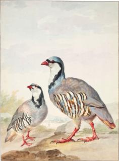 Aert Schouman - Two red-legged Partridges