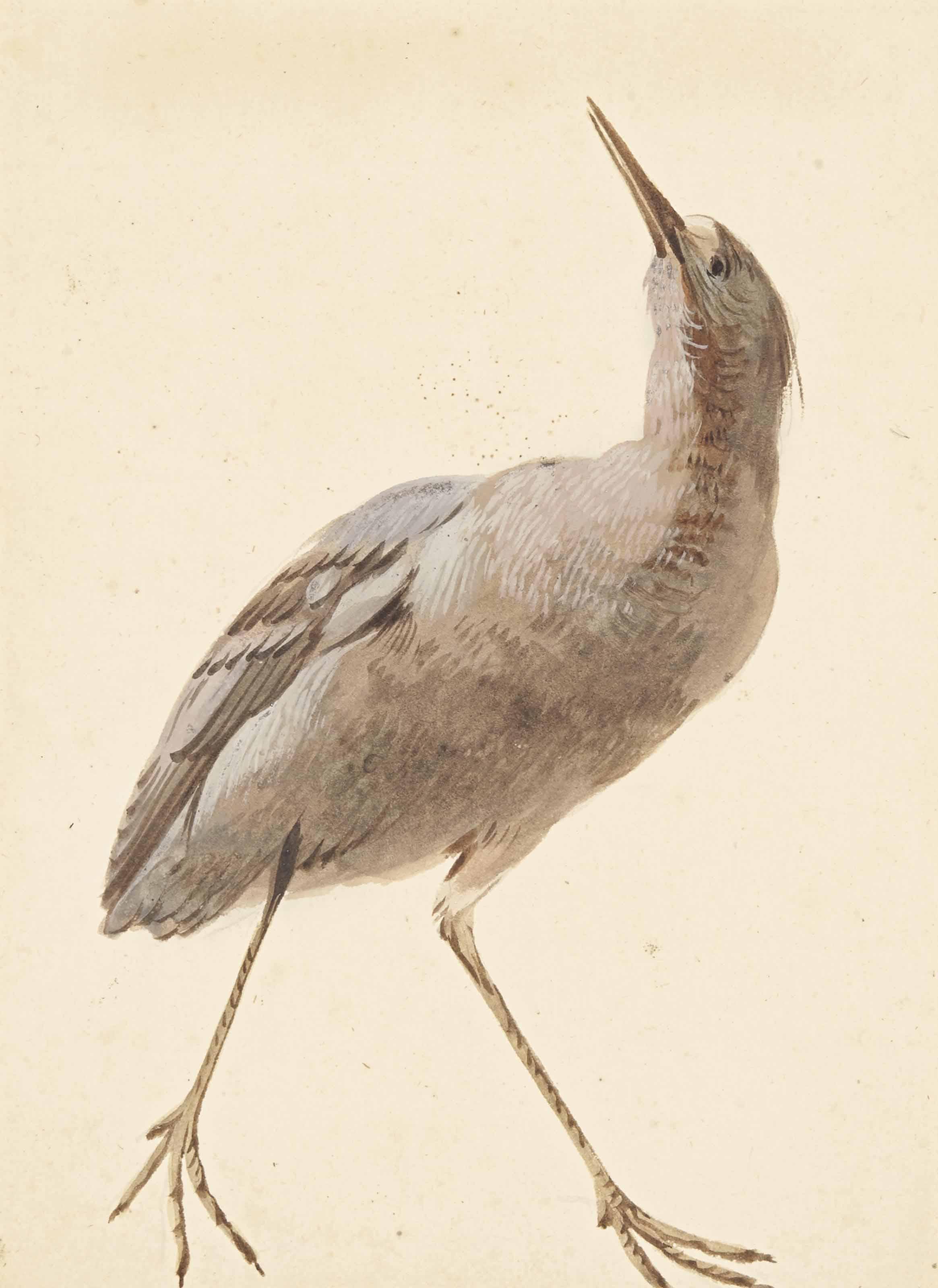 Aert Schouman - Un Butor Étoilé (Botaurus Stellaris)