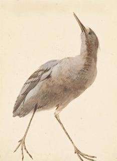 Aert Schouman - Un Butor Étoilé (Botaurus Stellaris)