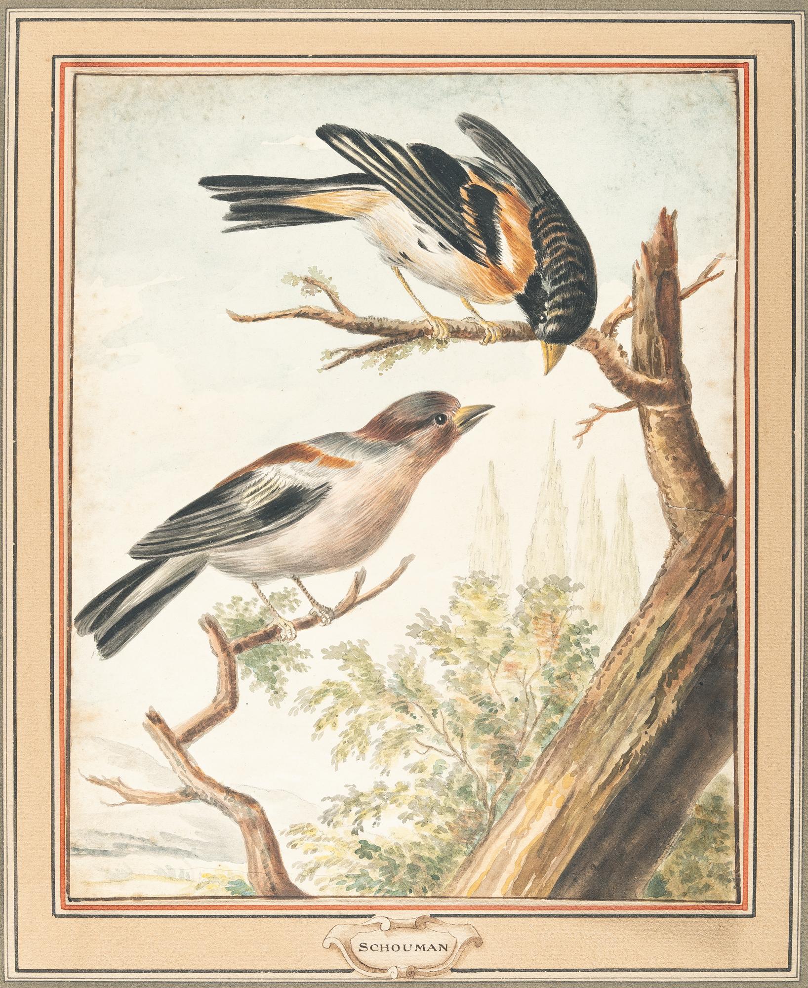 Aert Schouman - Zwei Finken auf einem Baumstamm