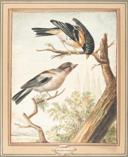 Aert Schouman - Zwei Finken auf einem Baumstamm