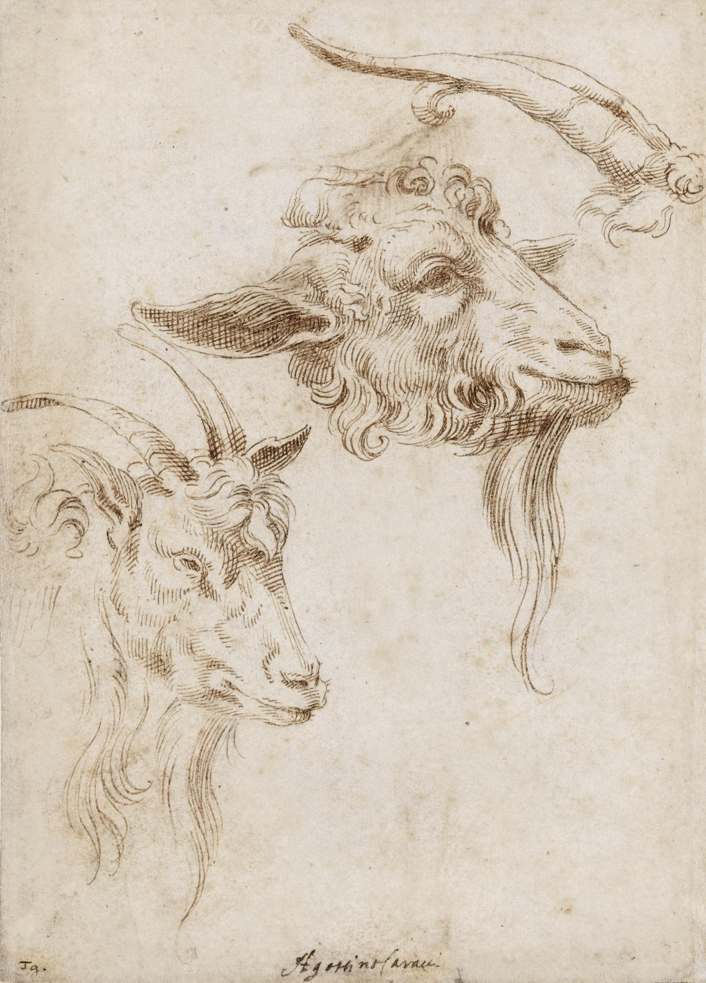 Agostino Carracci - Recto: Study Of A Goat In Profile Verso: Study Of Goat\'S Heads            