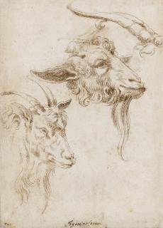 Agostino Carracci - Recto: Study Of A Goat In Profile Verso: Study Of Goat\'S Heads            