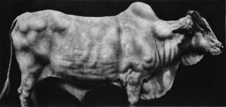 Ahmad Zakii Anwar - Holy cow