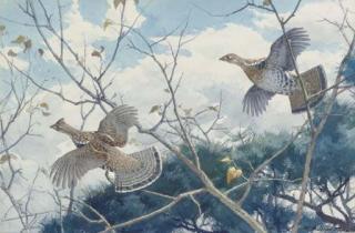 Aiden Lassell Ripley - A Pair of Ruffled Grouse in Flight