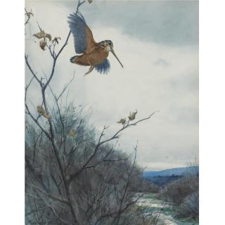 Aiden Lassell Ripley - American Single Woodcock