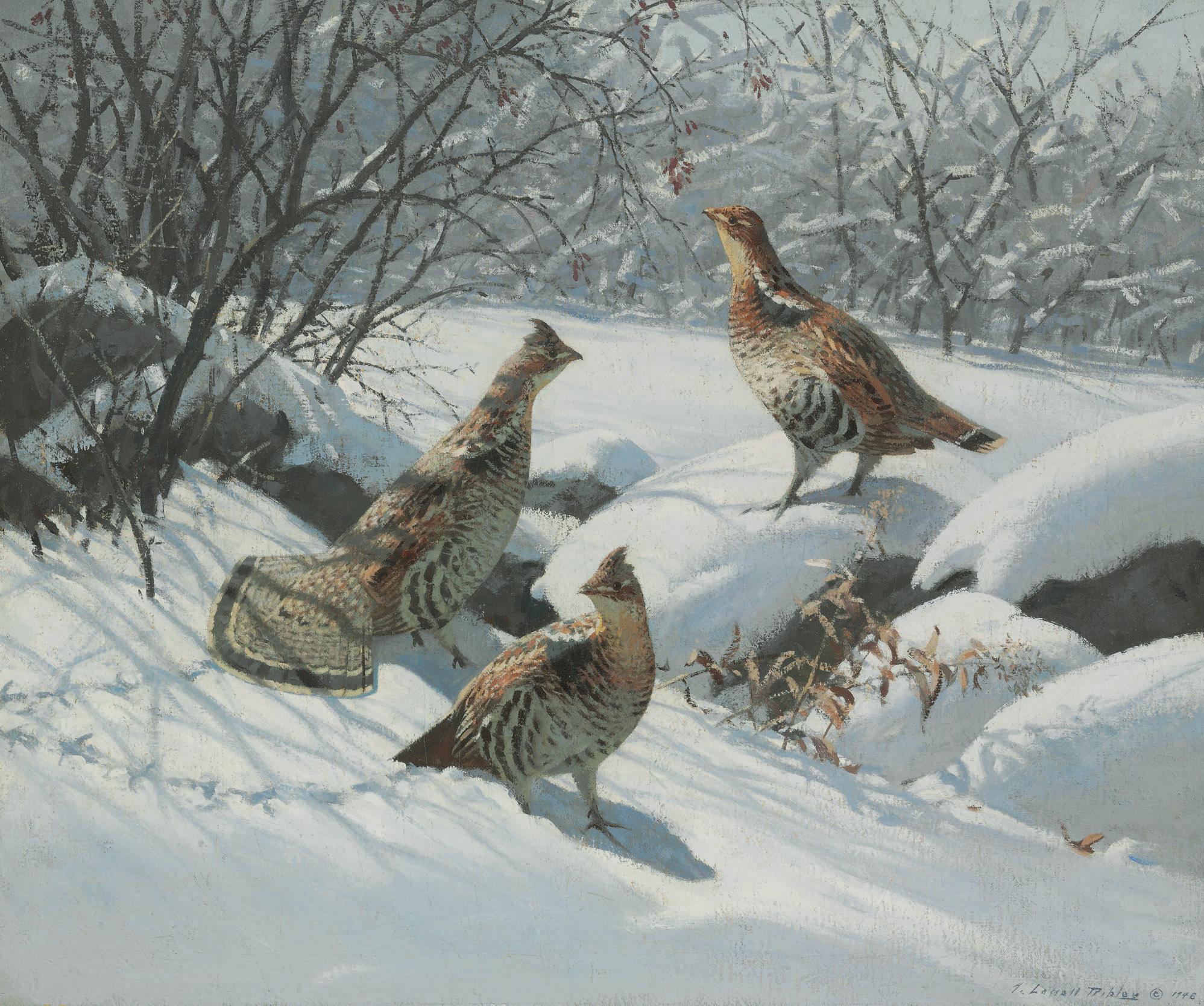 Aiden Lassell Ripley - Grouse in Fresh Snow