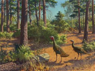 Aiden Lassell Ripley - Wild Turkey Hunt 30 x 40 1/4 in. (76.2 x 102.2 cm.)