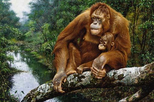 Alan Hunt - Mother Love - Orang-utan