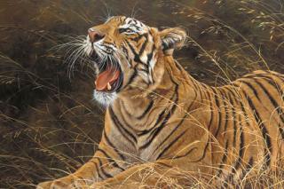 Alan Hunt - Snarling Tiger