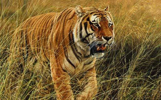 Alan Hunt - Tiger Stalking