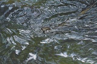Alan M. Hunt - An Otter Amid The Swirling Currents