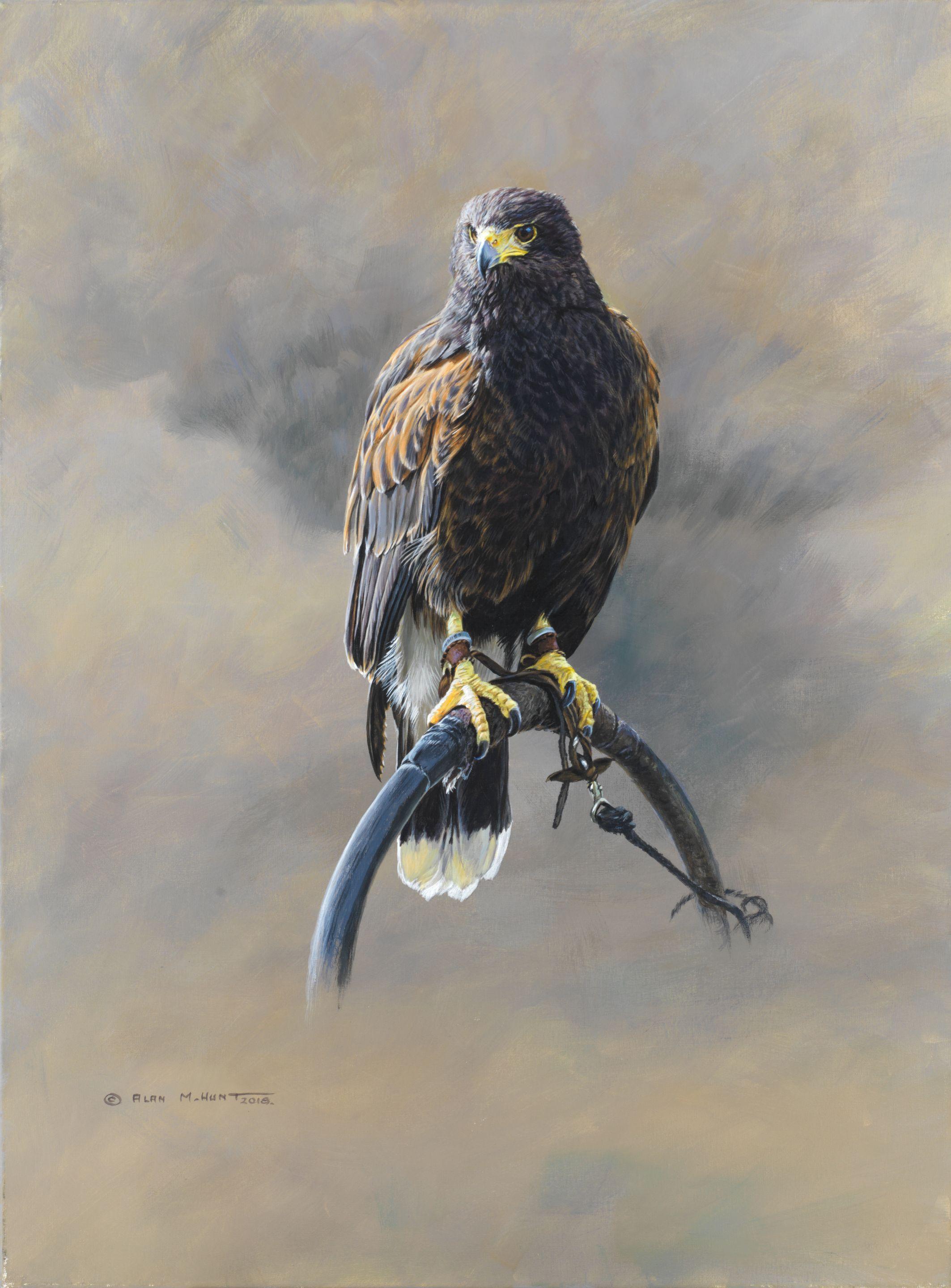 Alan M. Hunt - Falcon