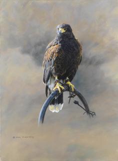 Alan M. Hunt - Falcon