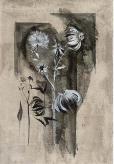 Alan Reynolds - Michaelmas Daisy