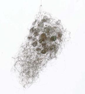 Alan Saret - Spirit of the Full Born (Spring)