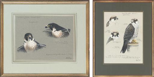 Alastair Proud - Gyrfalcon studies; Peregrine studies; and Lanner falcon studies