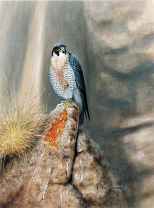 Alastair Proud - Peregrine Falcon