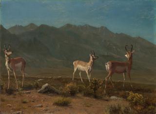 Albert Bierstadt - Antelope (Arizona Antelope)