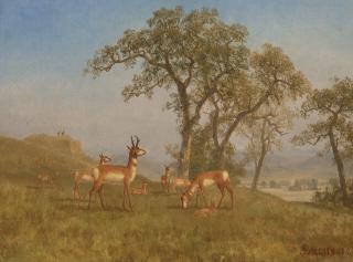 Albert Bierstadt - Grazing Antelope