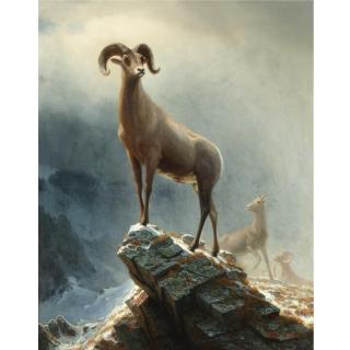 Albert Bierstadt - Rocky Mountain, Big Horn Sheep
