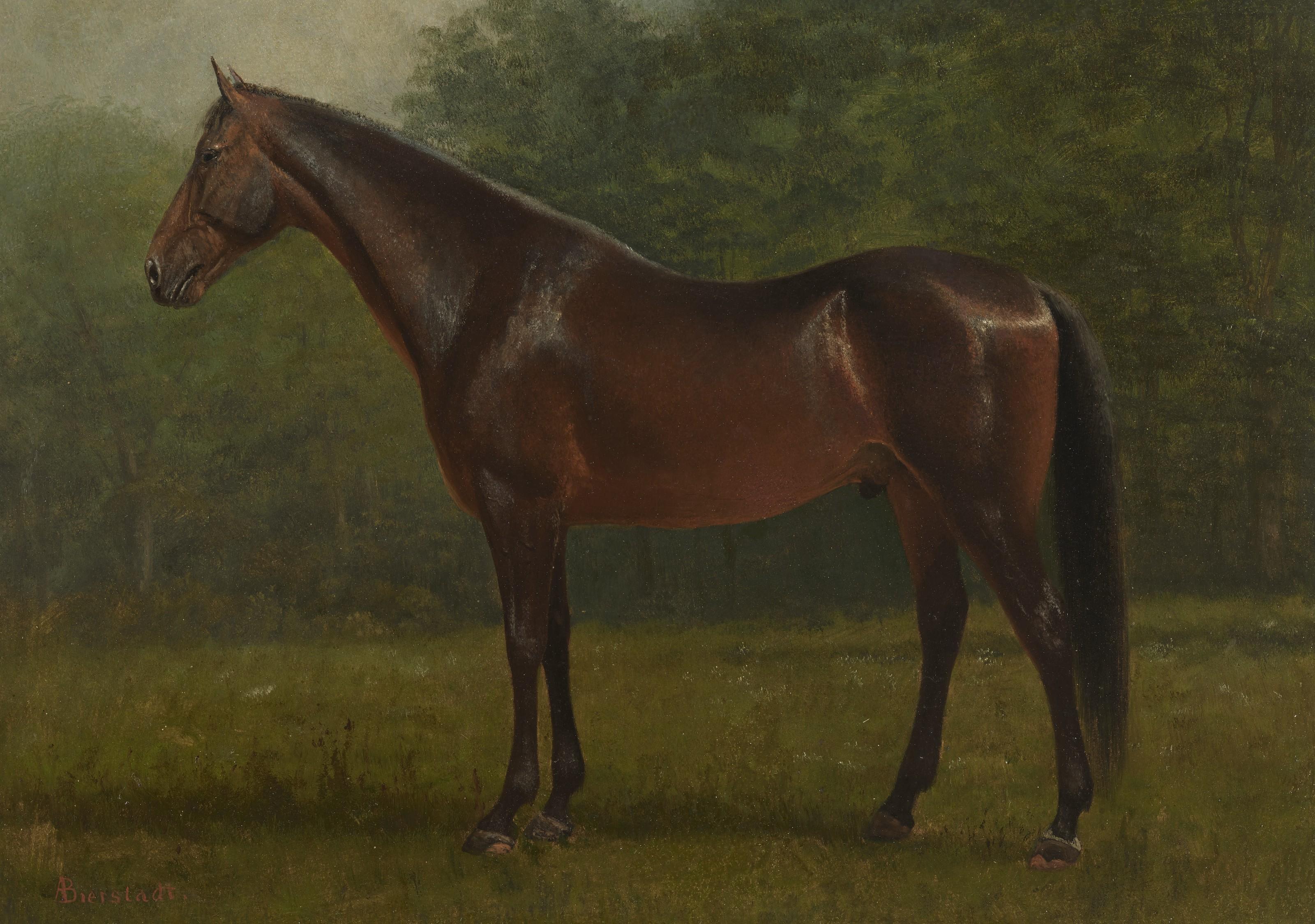 Albert Bierstadt - Thoroughbred