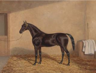 Albert Clark - A bay racehorse in a stable