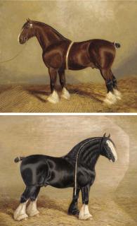 Albert Clark - Bury Victor Chief a heavy horse; and Bindsall Menestrel a heavy horse