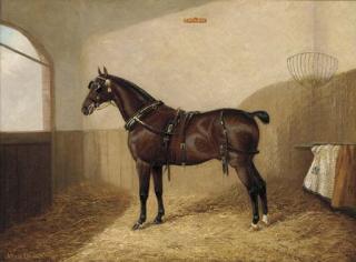 Albert Clark - Goodboy, a harnessed liver chestnut in a stable