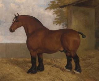 Albert Clark - The Shire Stallion