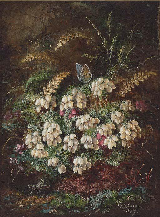 Albert Durer Lucas - Heather and a butterfly; and Primulas and violas