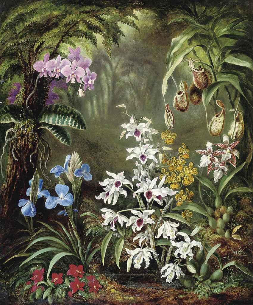 Albert Durer Lucas - Orchids