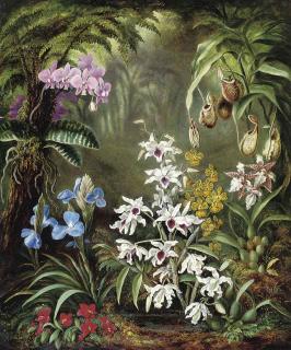 Albert Durer Lucas - Orchids
