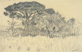 Albert Marquet - Le pin, Saint-Tropez