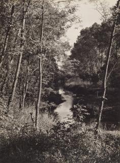 Albert Renger-Patzsch - Altrheinlandschaft