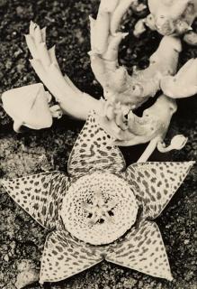 Albert Renger-Patzsch - \