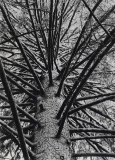 Albert Renger-Patzsch - Astwerk Einer Solitärfichte (Astwerk A Solitary Spruce)