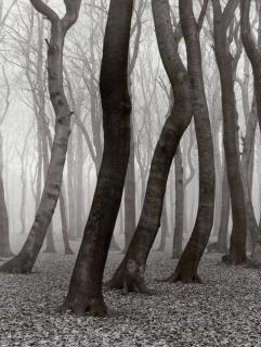 Albert Renger-Patzsch - \