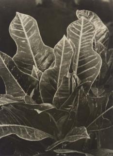 Albert Renger-Patzsch - Codiaeum Variegatum; and Gymnocalycium Denuclatum, c. 1930