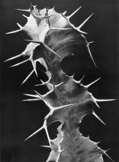 Albert Renger-Patzsch - Die Welt ist Schön, München: Kurt Wolff, 1928