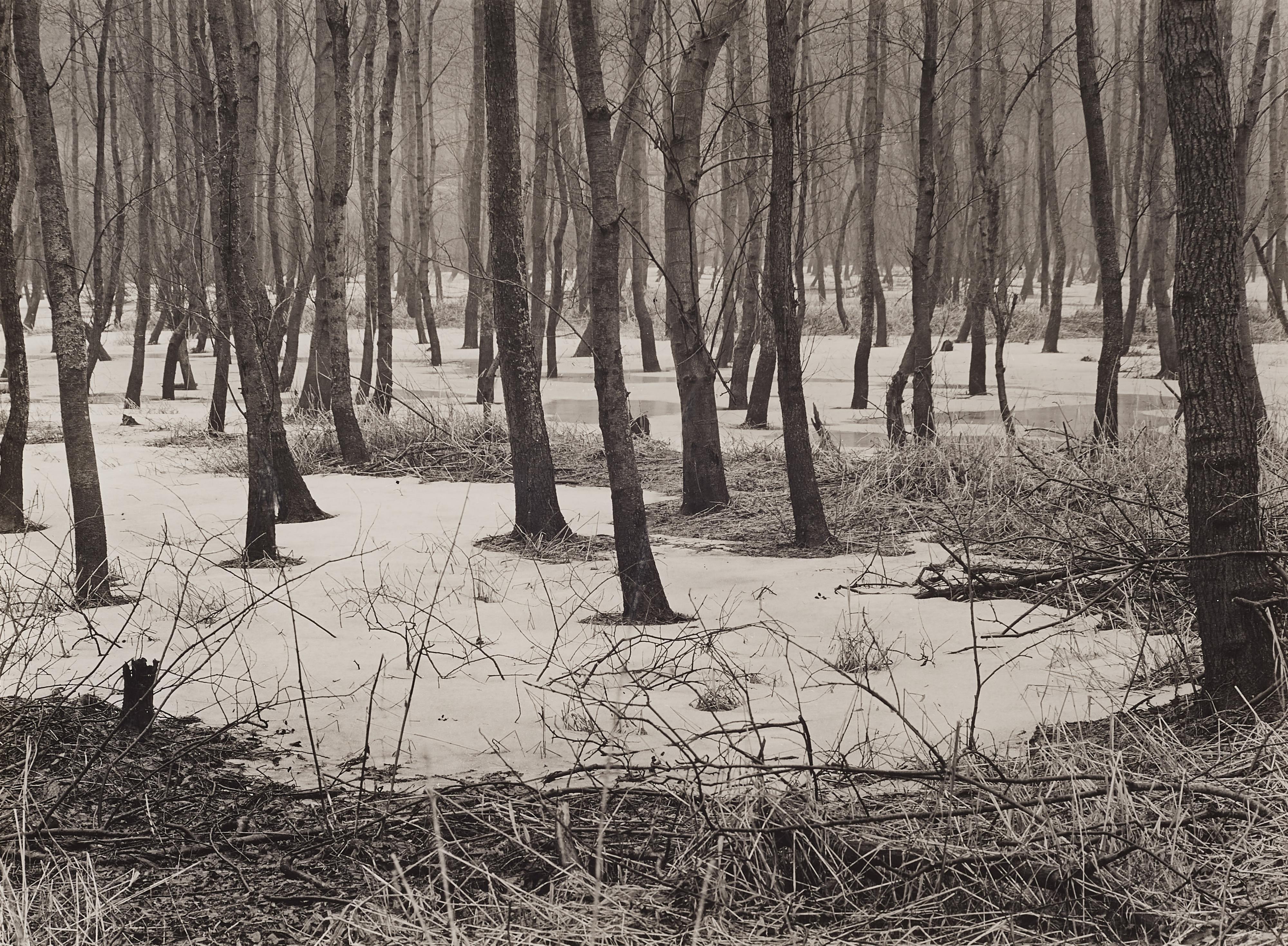 Albert Renger-Patzsch - Erlenbruch