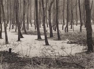 Albert Renger-Patzsch - Erlenbruch