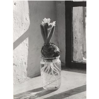 Albert Renger-Patzsch - Hyacinth, 1952-55