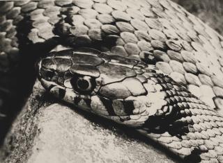 Albert Renger-Patzsch - Ringelnatter, 1925