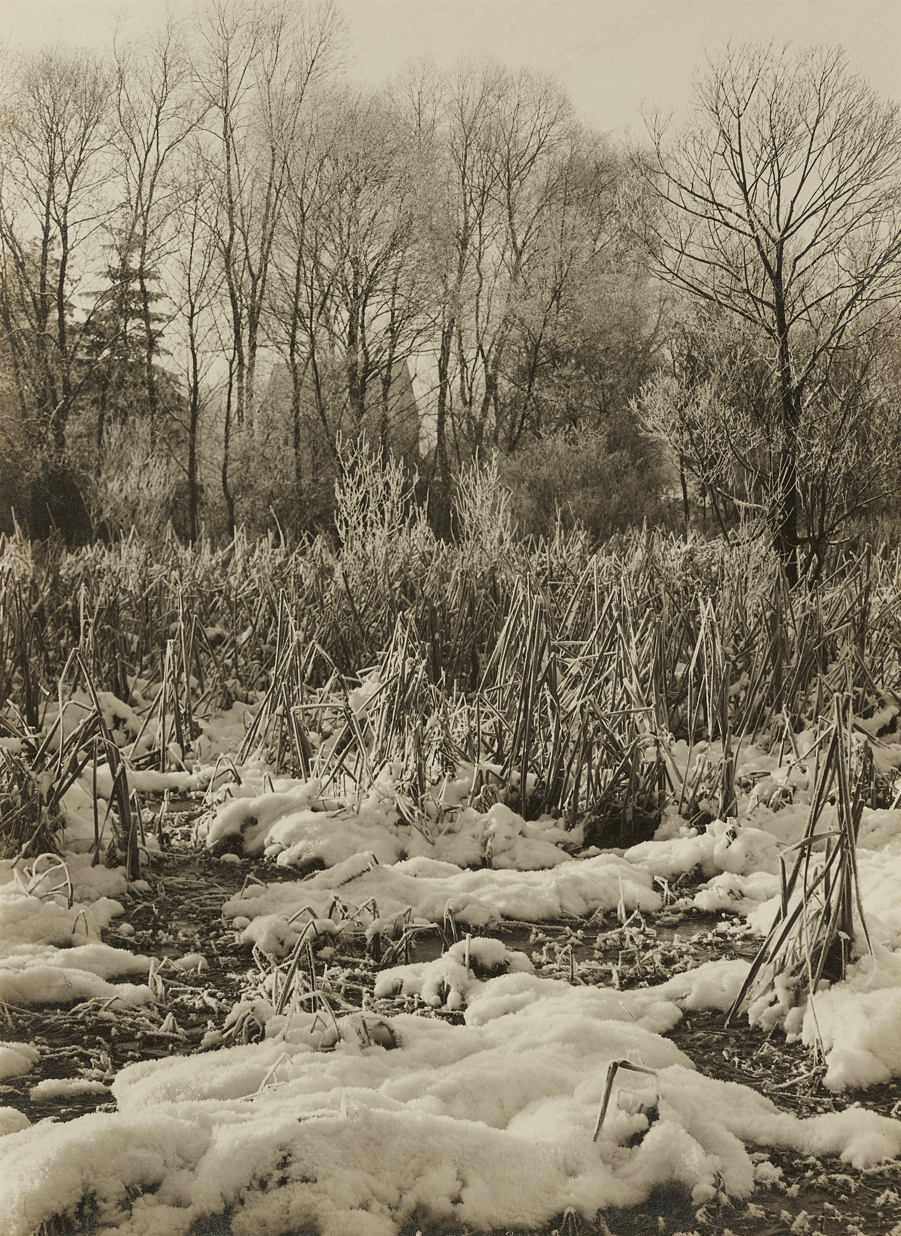 Albert Renger-Patzsch - Schilflandschaft an der Landstraße nach Wamel