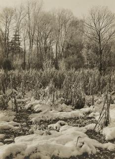 Albert Renger-Patzsch - Schilflandschaft an der Landstraße nach Wamel
